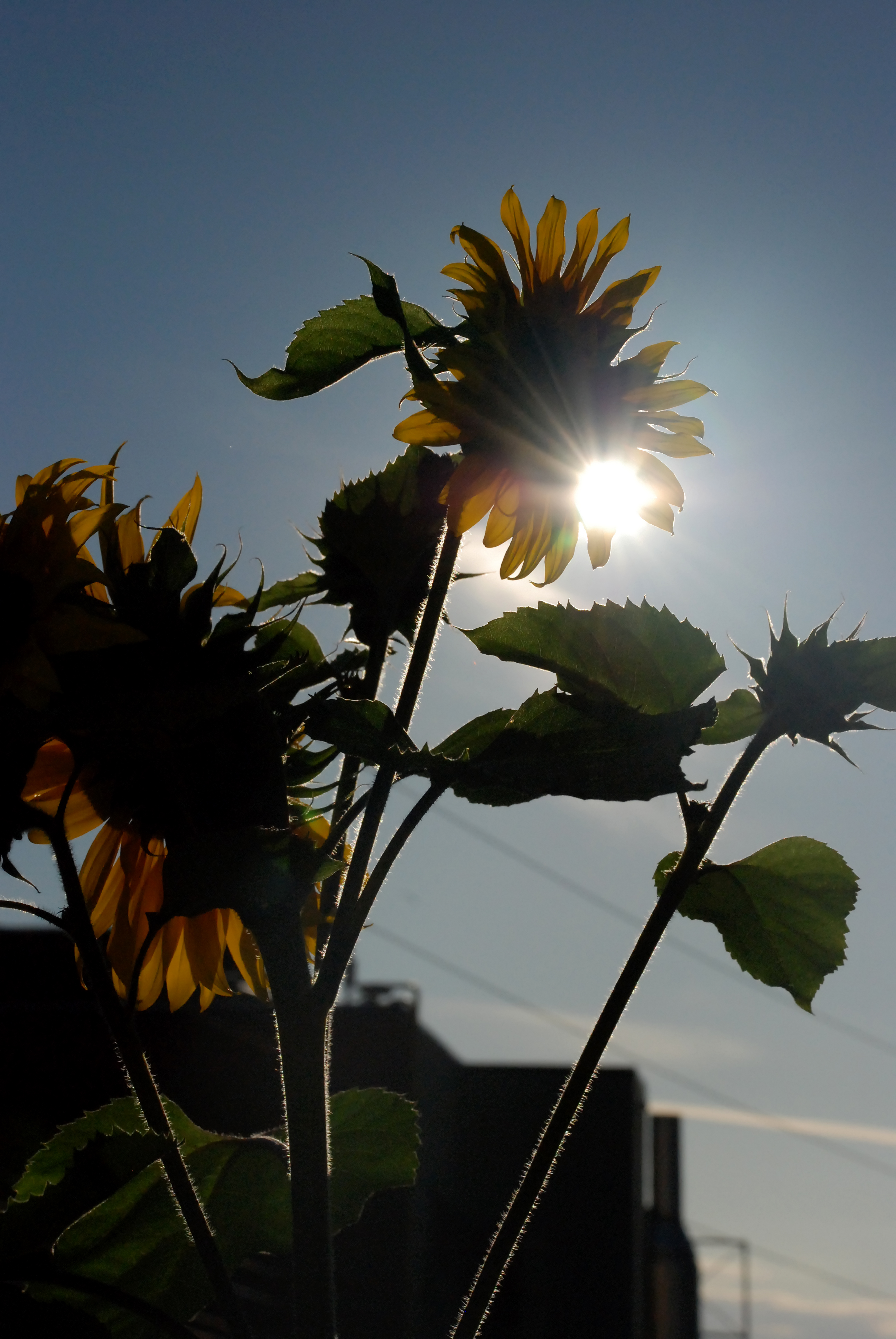 Sunflower