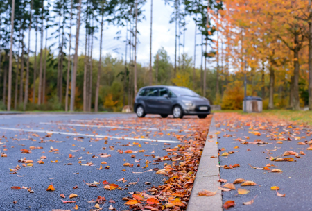 Fall Leaves on Pavement