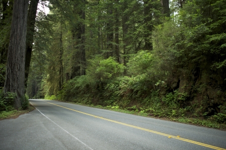 Paved Road in Forest