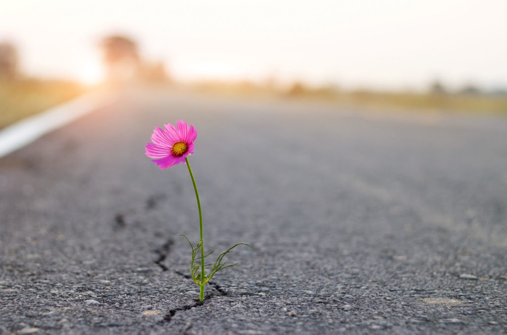 flower through crack