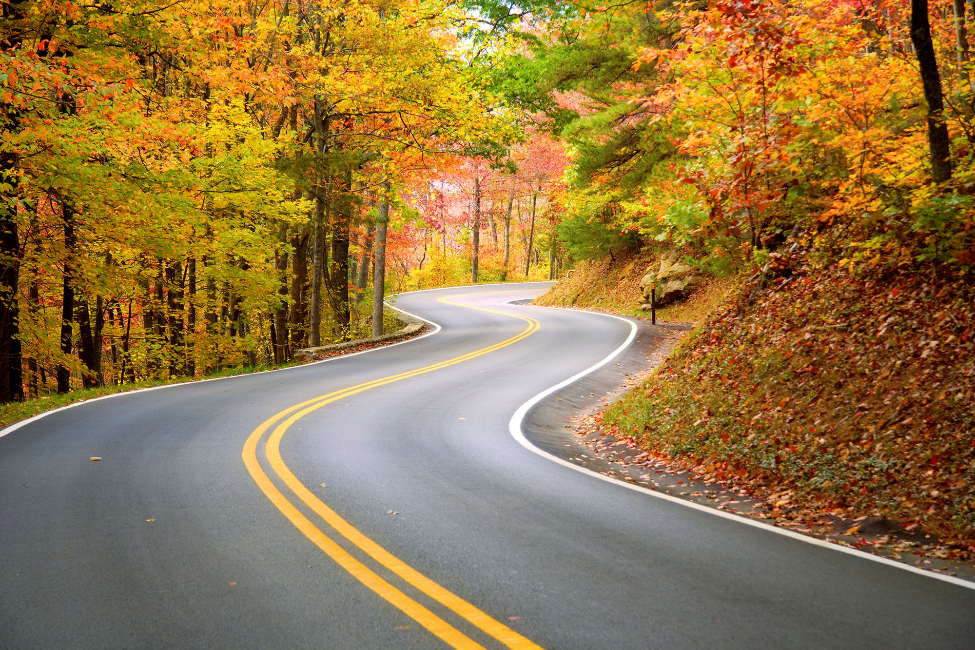 windy road fall